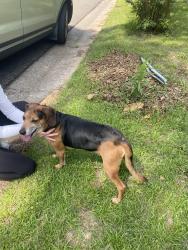 Found/Stray Male Dog last seen Scenic View and Elder, Birmingham, AL 35210