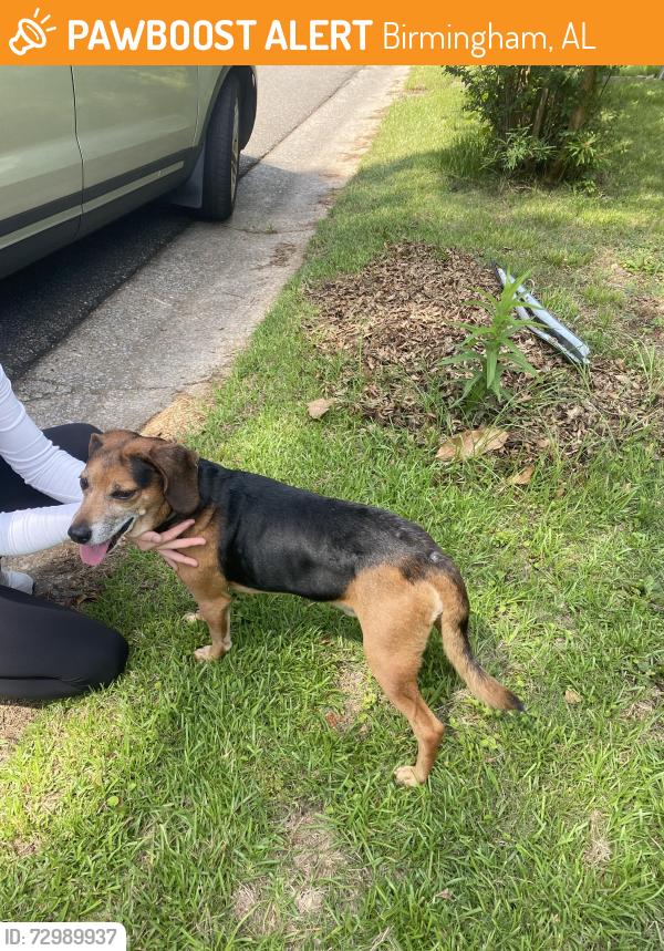 Found/Stray Male Dog last seen Scenic View and Elder, Birmingham, AL 35210