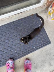 Found/Stray Unknown Cat last seen Lloydwood Subdivision Creighton Drive, West Columbia, SC 29172