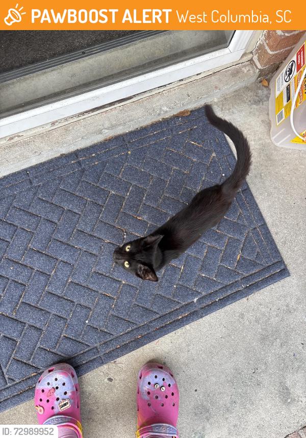 Found/Stray Unknown Cat last seen Lloydwood Subdivision Creighton Drive, West Columbia, SC 29172