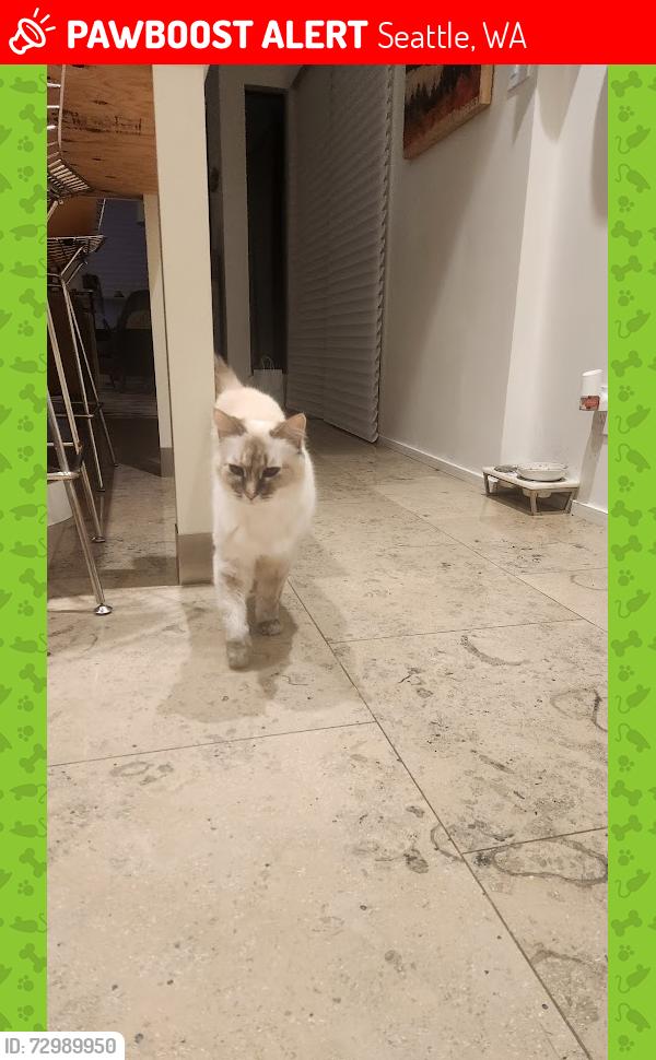 Lost Female Cat last seen Near nw 60th st, seattle, Seattle, WA 98107