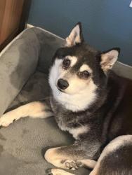 Lost Female Dog last seen Heartland community , North Las Vegas, NV 89084