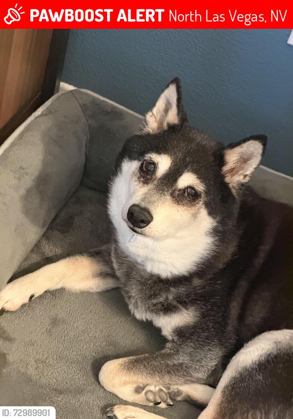Lost Female Dog last seen Heartland community , North Las Vegas, NV 89084