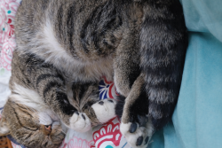 Lost Male Cat last seen New York and Sherman Drive in Indianapolis Indiana, Indianapolis, IN 46201