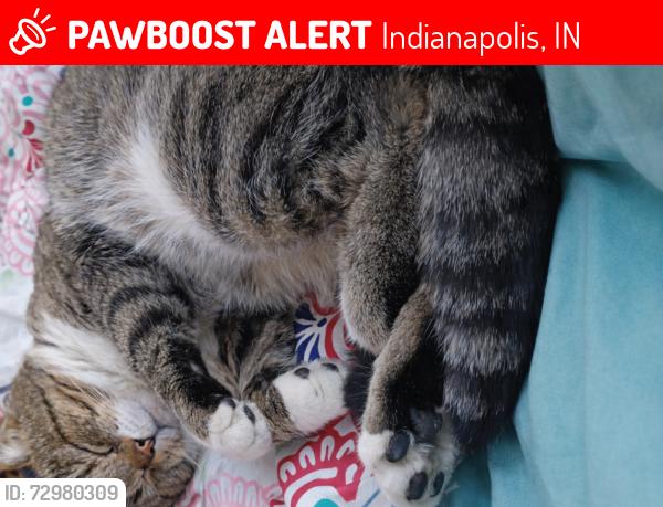 Lost Male Cat last seen New York and Sherman Drive in Indianapolis Indiana, Indianapolis, IN 46201
