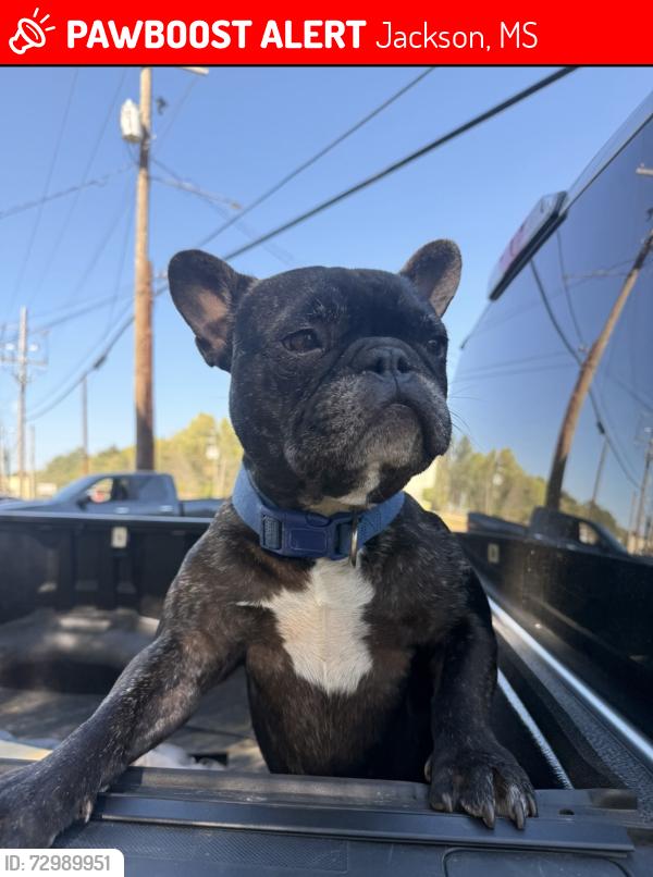 Lost Male Dog last seen Obannon and Northside Dr, Jackson, MS 39213