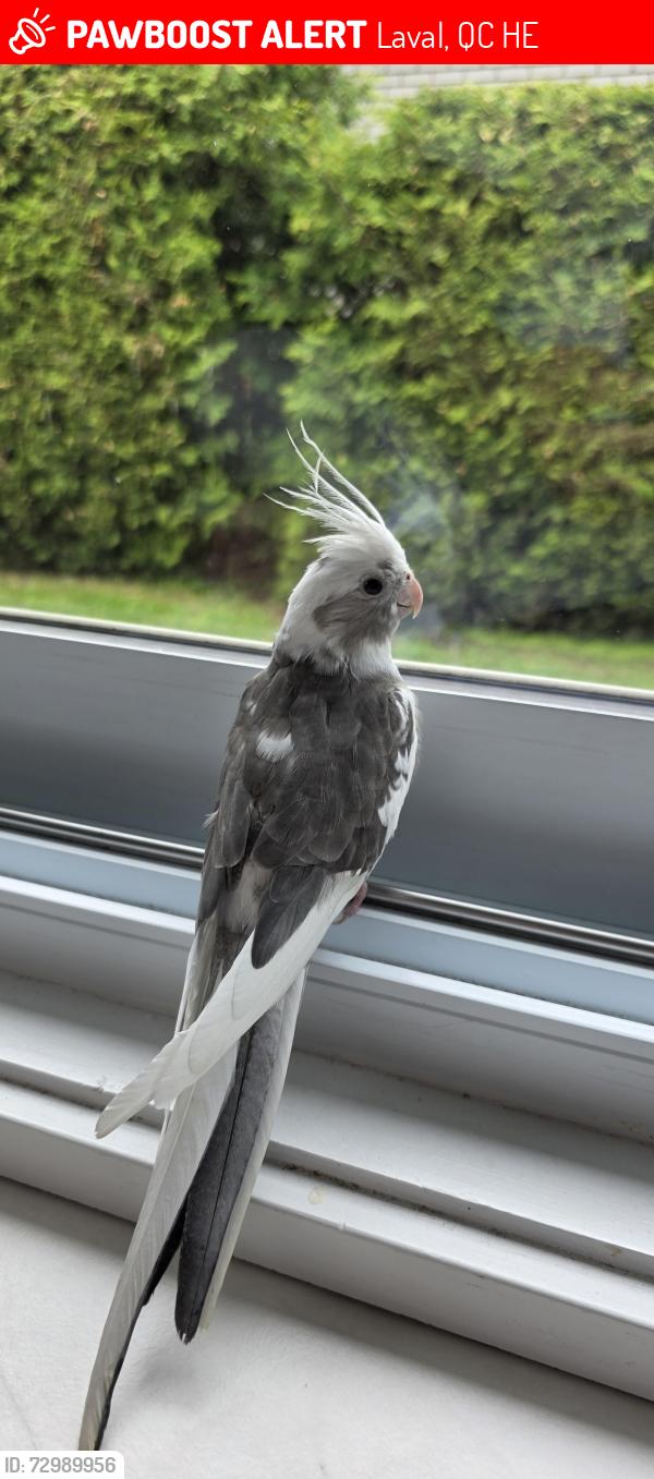 Lost Male Bird last seen Grandmere, Laval, QC H7E