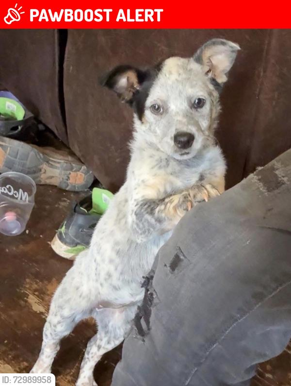 Lost Female Dog last seen Martin branch , Buncombe County, NC 28748