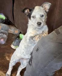 Lost Female Dog last seen Martin branch , Buncombe County, NC 28748