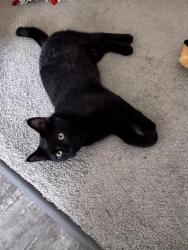 Lost Male Cat last seen Near Street and 15 Ave NW , Edmonton, AB T6L 3N4