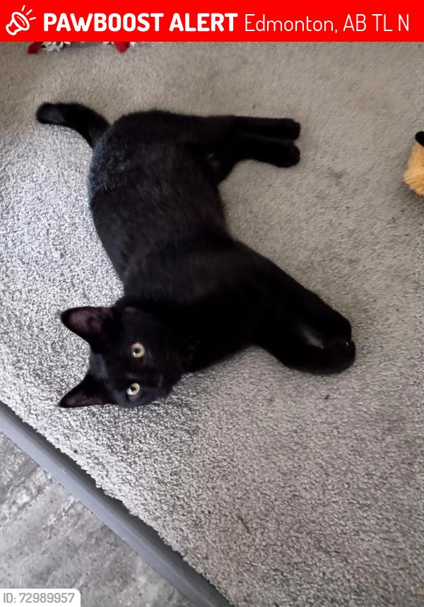 Lost Male Cat last seen Near Street and 15 Ave NW , Edmonton, AB T6L 3N4