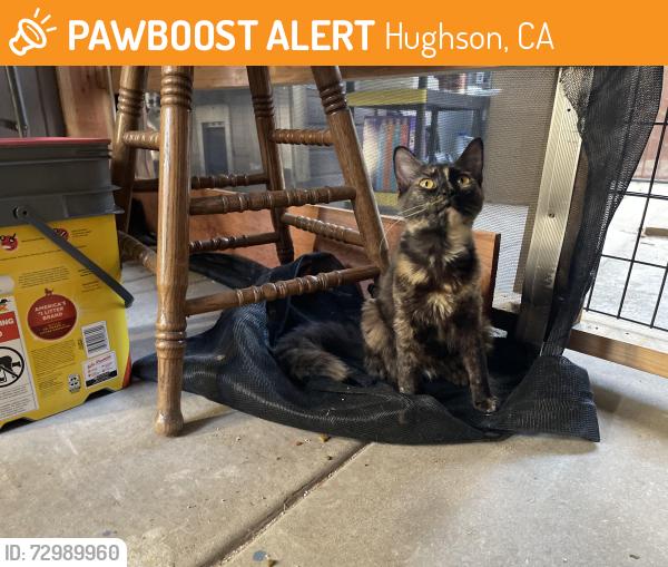 Found/Stray Female Cat last seen Hughson park, Hughson, CA 95326