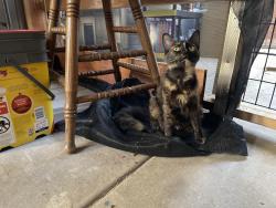 Found/Stray Female Cat last seen Hughson park, Hughson, CA 95326