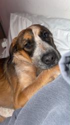 Reunited Female Dog last seen Near Madrona St, Chula Vista, CA 91910, USA, Chula Vista, CA 91910