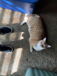 Lost Male Cat last seen N. Quail Pl., Boise, ID 83704