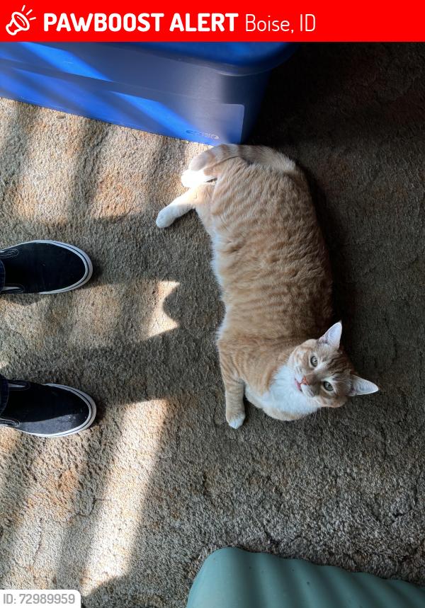Lost Male Cat last seen N. Quail Pl. , Boise, ID 83704