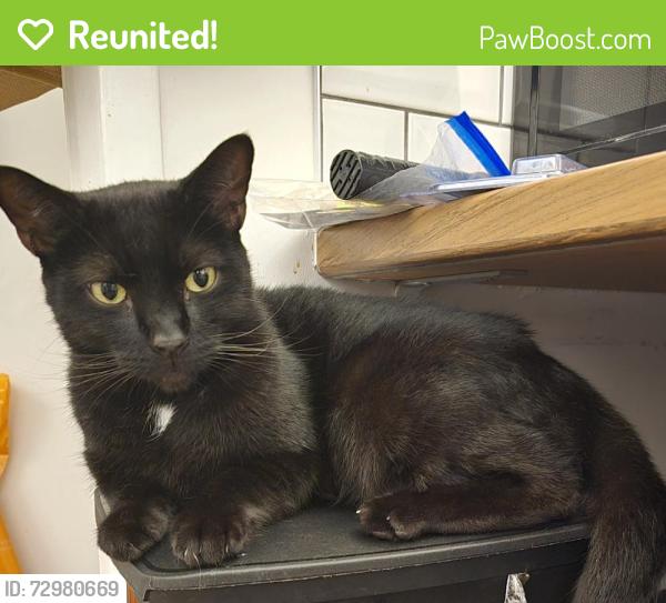 Reunited Male Cat last seen Near Muirway, South Benfleet, Benfleet SS7 4LS, UK, South Benfleet, England SS7 4LS