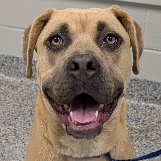 Shelter Stray Female Dog last seen , 328 Furman Hall Rd, Greenville, SC 29609, USA