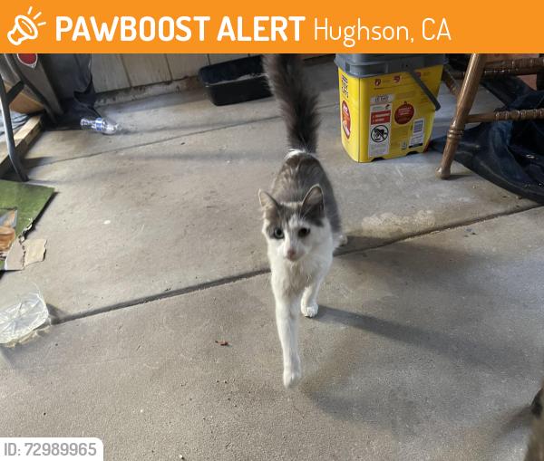Found/Stray Female Cat last seen Hughson park, Hughson, CA 95326