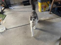 Found/Stray Female Cat last seen Hughson park, Hughson, CA 95326