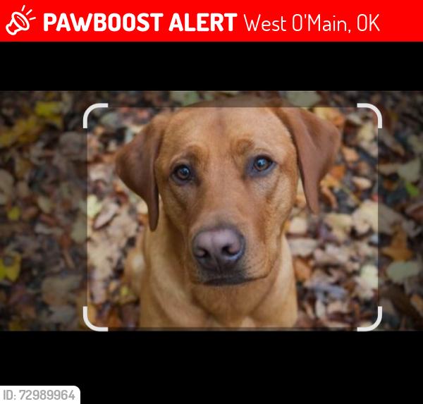 Lost Male Dog last seen Railroad tracks, West O'Main, OK 74127