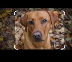 Lost Male Dog last seen Railroad tracks, West O'Main, OK 74127