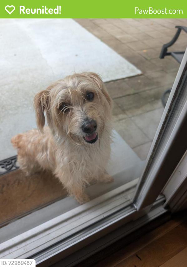 Reunited Male Dog last seen Bowie and thomas, Springfield, VA 22150