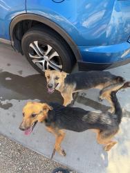 Found/Stray Unknown Dog last seen 15th ave and southern ave, Phoenix, AZ 85041