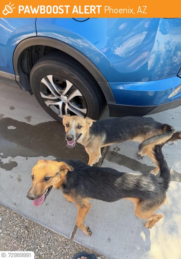 Found/Stray Unknown Dog last seen 15th ave and southern ave, Phoenix, AZ 85041