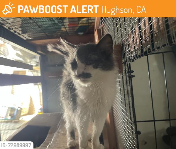 Found/Stray Female Cat last seen Hughson park, Hughson, CA 95326
