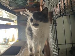 Found/Stray Female Cat last seen Hughson park, Hughson, CA 95326