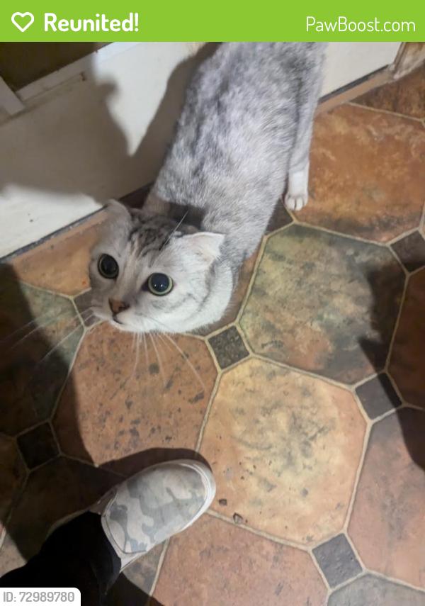 Reunited Female Cat last seen 186th St and Billings Ave, Carson, CA 90746