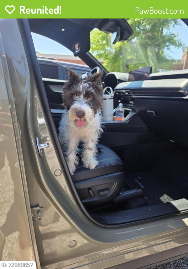 Reunited Male Dog last seen Near Snapfinger mnr, Decatur, GA 30034
