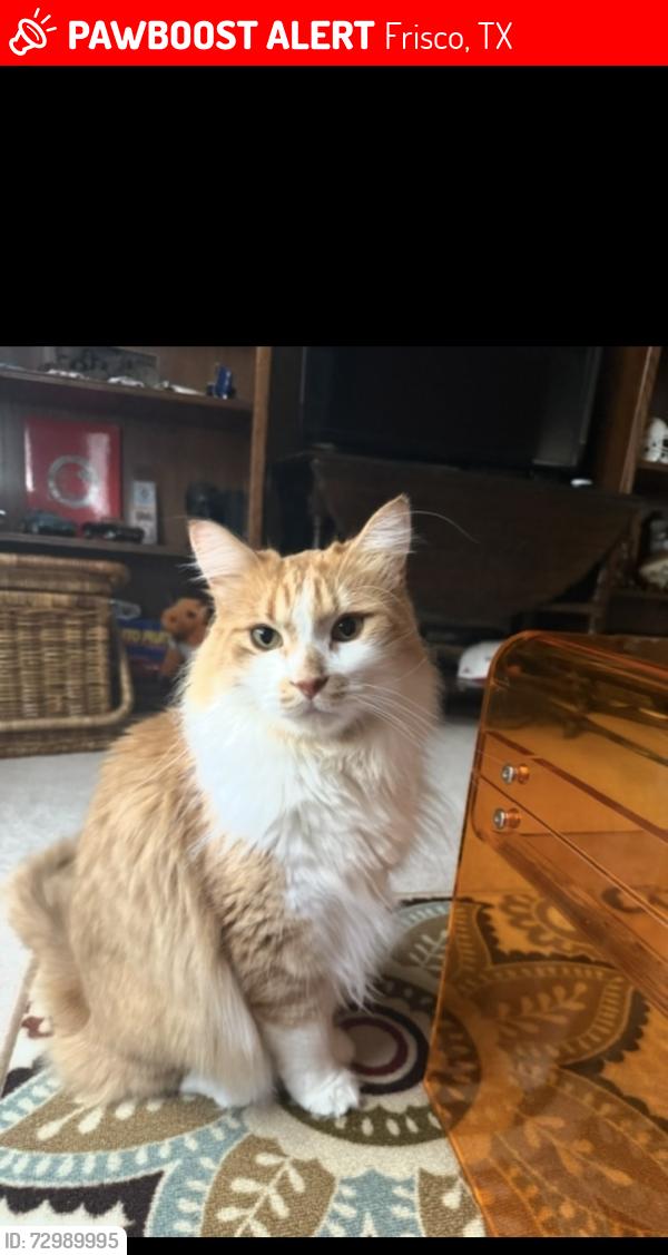 Lost Male Cat last seen Near pine bluff cove, Frisco, Texas , Frisco, TX 75035