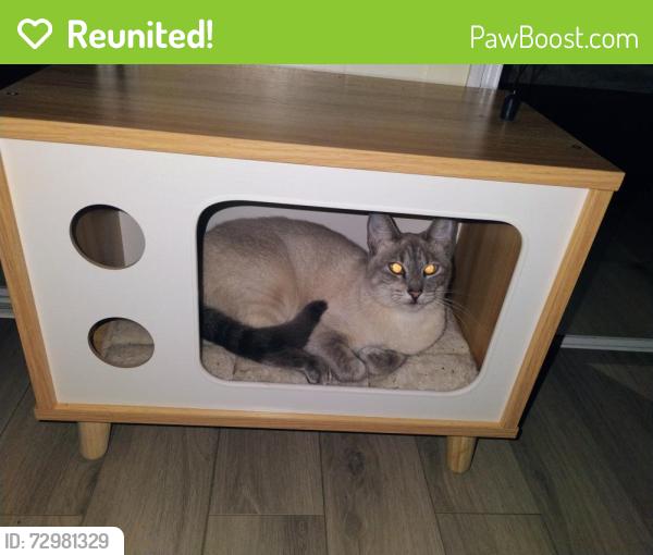 Reunited Male Cat last seen W meadow st, Homosassa, FL 34446