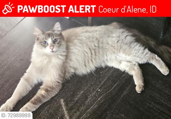 Lost Male Cat last seen Cherry Hill Park.   Hazel St., Coeur d'Alene, ID 83814