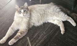 Lost Male Cat last seen Cherry Hill Park.   Hazel St., Coeur d'Alene, ID 83814