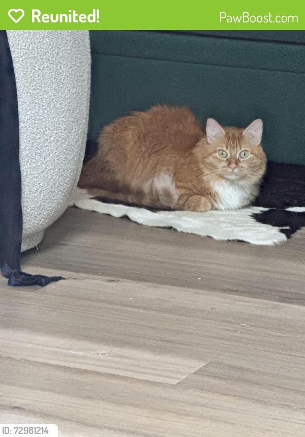Reunited Female Cat last seen Ursulines and N Derbigny, New Orleans, LA 70116