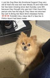 Lost Female Dog last seen Jefferson s , Richmond, VA 23223