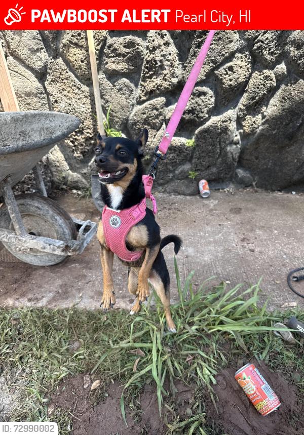 Lost Female Dog last seen Kamehameha Hwy by Hmart and Dquiote, Pearl City, HI 96782