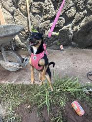 Lost Female Dog last seen Kamehameha Hwy by Hmart and Dquiote, Pearl City, HI 96782