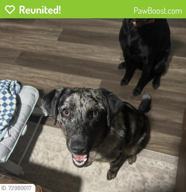 Reunited Male Dog last seen Blackland Rd , Royse City, TX 75189