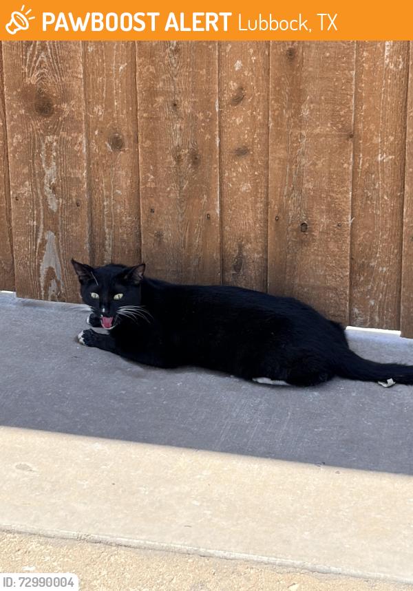 Found/Stray Unknown Cat last seen Mister car wash, Lubbock, TX 79424