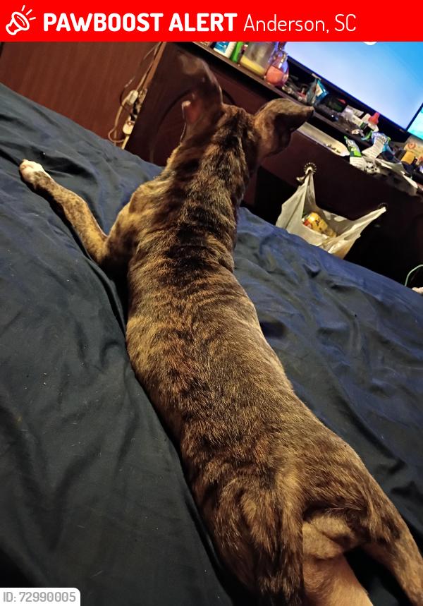 Lost Male Dog last seen Roosevelt Dr , Anderson, SC 29626