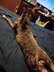 Lost Male Dog last seen Roosevelt Dr , Anderson, SC 29626