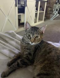 Lost Female Cat last seen Upland Avenue, Lubbock, TX 79424