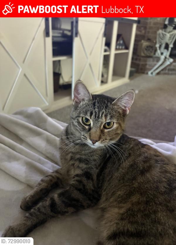 Lost Female Cat last seen Upland Avenue, Lubbock, TX 79424