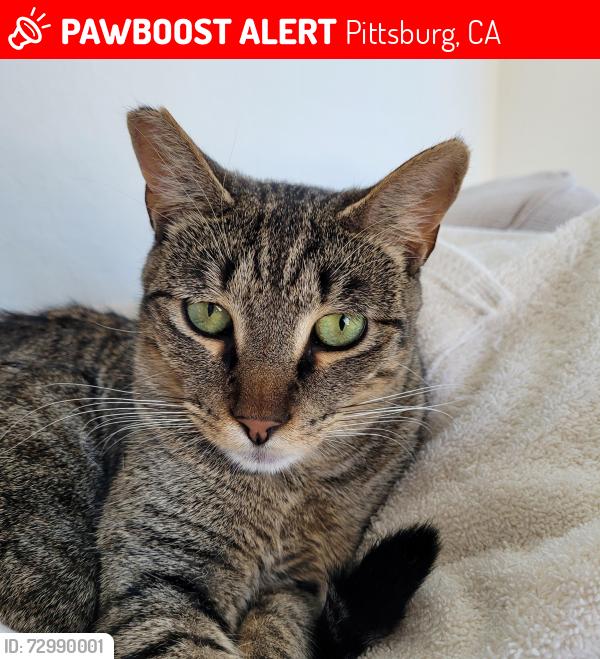 Lost Male Cat last seen Woodland Hills neighborhood , Pittsburg, CA 94565