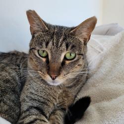 Lost Male Cat last seen Woodland Hills neighborhood , Pittsburg, CA 94565