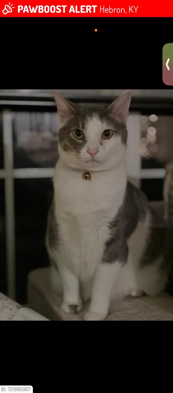 Lost Female Cat last seen Elijah creek, Hebron, KY 41048